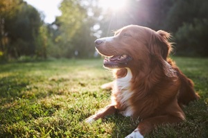 Hund liegend auf Wiese